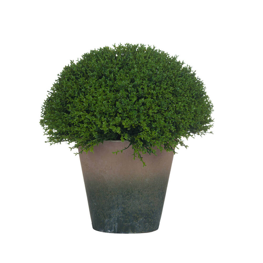Tall Hebe Globe Indoor Topiary Pot