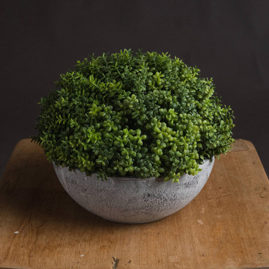 Medium Hebe Globe Indoor Topiary Pot